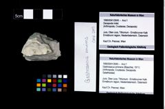 Foto (Objekt + Etikett) von Gastrosacus eminens (Blaschke, 1911)  (NHMW-GEO-1990-0041-2645)